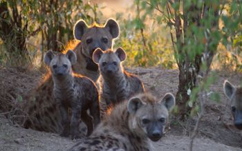 A collared female spotted hyena with her litter of two cubs. 