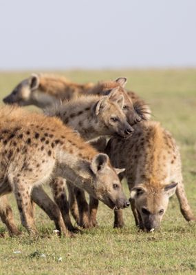 Multiple hyenas lean against one another and engage in social sniffing.