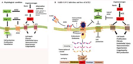 When SARS-CoV-2 binds to ACE-2 and enters epithelial cells to replicate it reduces ACE-2 abundance and function, allows accumulation of injurious peptides and reduces protective peptides.