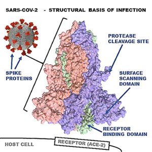 Enhanced infection by SARS-CoV-2 is due primarily to three unique features of the viral spike protein. 