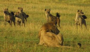 Hyena and lion encounters are common at the Mara, and the parasite T. gondii is present at almost all of them.