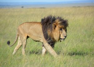 A lion, pictured here at the Maasai Mara National Reserve in Kenya, is the final host of T. gondii.