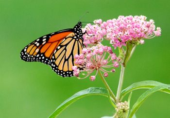 A monarch butterfly sits atop flowering swamp milkweed in a Michigan garden. 