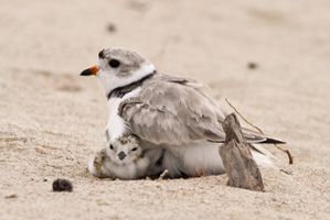 The piping plover is a small, sand-colored, sparrow-sized shorebird that nests and feeds along coastal sand and gravel beaches in North America.