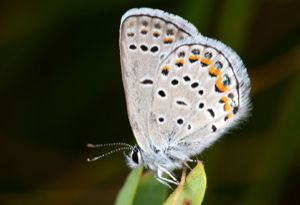 The Karner Blue butterfly is a small Midwest butterfly with a wingspan of about one inch. As an endangered species, this butterfly is at risk of extinction.