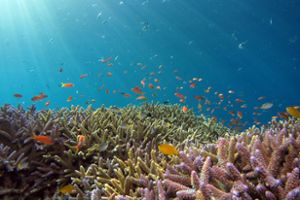 Genetic diversity is invisible to the naked eye â€” unlike the diversity seen in the number of different species swimming in this photo of a coral reef â€” but monitoring it can help protect the planetâ€™s biodiversity. 