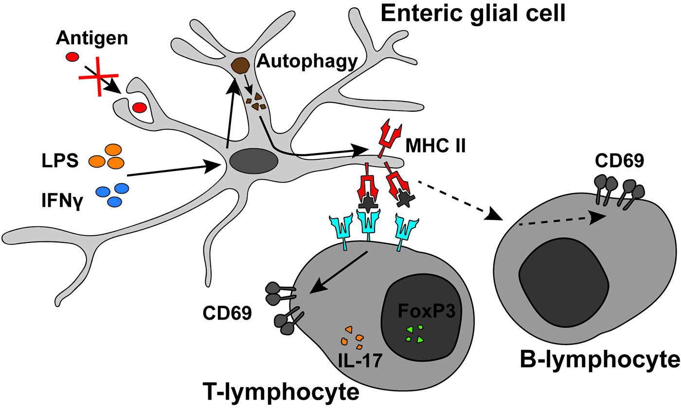 Enteric glial cells do not phagocytose foreign antigens, but rather respond to local molecules to activate the autophagy pathway, leading to MHC-II expression and modulation of T- and B-cell activation.