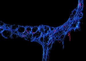 A 3-D volume rendering of a myenteric ganglion with enteric glia labeled in blue and MHC-II labeled in red.