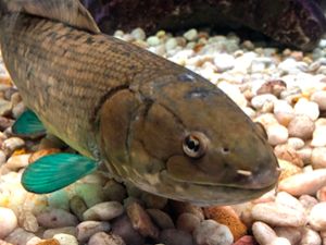 The bowfin is considered a â€œliving fossilâ€, but that doesnâ€™t stop this old soul from teaching humans some new science. 