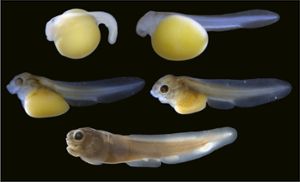 This image shows the development of a baby bowfin, from early embryo (top left) to larva (bottom center).