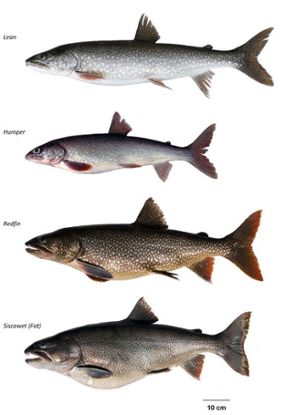 Lake trout found in the Great Lakes.