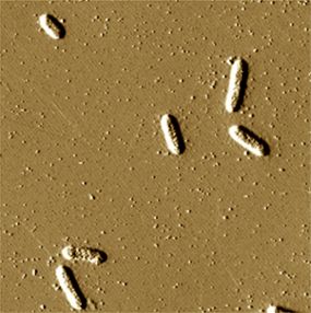 Spartan researchers have revealed that Geobacter bacteria â€” the rod-like shapes in this microscope image â€” package uranium into vesicles, which are seen as the light specks dotting the image. 