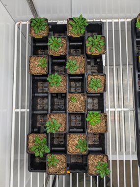 MSUâ€™s Emily Josephs and her team will study Arabidopsis plants, such as those shown here, to explore how genetically identical organisms respond to different environments.