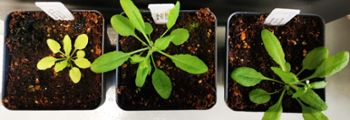 Normal Arabidopsis plant (right) and lipid mutants (left, center).