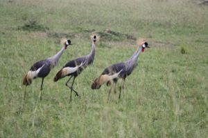 Grey crowned crane (Balearica regulorum) in Queen Elizabeth National Park.