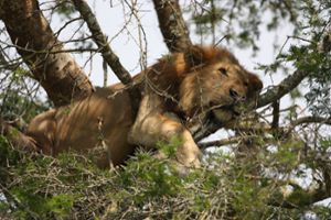 Lion (Panthera leo) in Queen Elizabeth National Park.