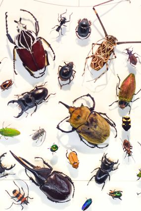 Image of Middle East insects from the Steinhardt Museum of Natural History, Tel Aviv University
