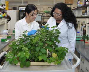 Yann-Ru Lou and Thilani Anthony collaborate to study how black nightshade (Solanum nigrum) makes a large number of distinct types of sticky acylsugars. 
