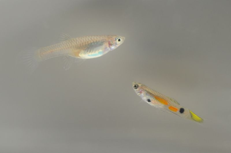 Female guppies, like the fish on the left, saw no reproductive advantage from leaving home. On the other hand, males, like the fish on the right, who moved more had more offspring. Credit: Emily Kane