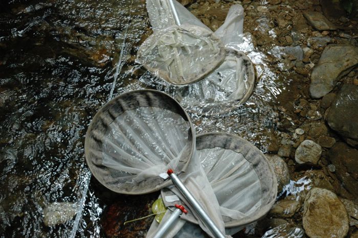 The team used butterfly nets to extract Trinidadian guppies from their home streams. Credit: Courtesy of the Fitzpatrick Lab