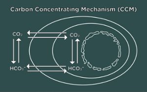 The Carbon Concentrating Mechanism 