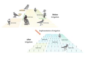 Illustration representating of the impact of irrigation and associated land use changes on bird biodiversity.
