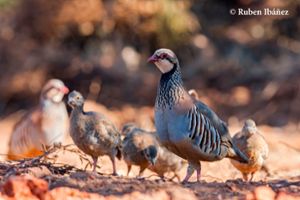 A family of red-legged partidges