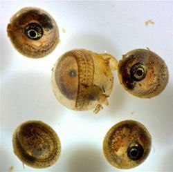 An image of Rio pearlfish hatching.