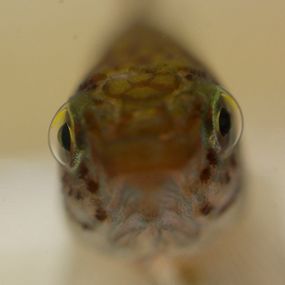 Close up image of a Rio pearlfish