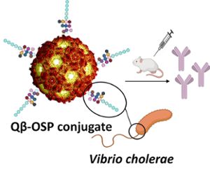 Figure showing immune response to Vibrio cholerae