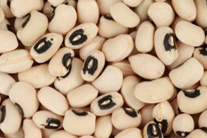 Spartan research shows that understanding a fatty acid found in black-eyed pea plants could help grow crops that are more resilient to temperature swings.
