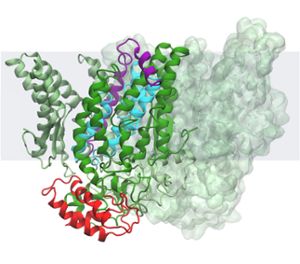 This computer rendering shows the teamâ€™s model for how a B. subtilis intramembrane protein complex works. 