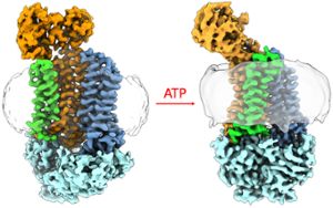 Computer renderings illustrate the atomic structure of a protein implicated in antibiotic resistance in orange, light blue, green and dark blue. On the left, the first rendering looks like a tube thatâ€™s open on top and closed on the bottom by the light blue segment and the remaining segments forming the walls. An arrow points to a second structure on the right showing how the protein changes in the presence of ATP. The walls of the tube appear to have twisted closed, giving the protein the appearance of a chicken wing or upside down ice cream cone.