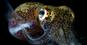 Hawaiian bobtail squid, glowing.