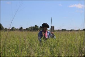 Kota Nakasato from the Malmstrom lab measuring prairie grass traits.