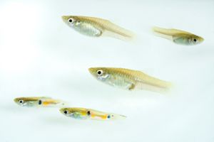 An image of Trinidadian guppies in a stream. They are a small fish, just about the size of your thumb.