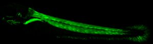 The zebrafish is not an electric fish, but, like humans and most other vertebrates, it has sodium channels in its muscles, which are fluorescing green in this image. 