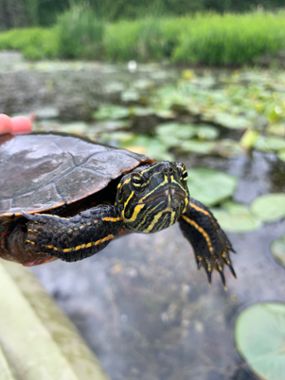 A painted turtle being held by a researcher for observation. 