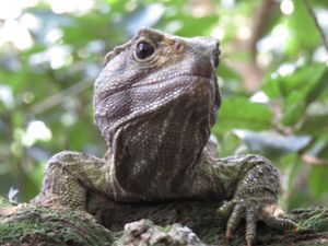 A tuatara, a slow-aging reptile found in New Zealand, sitting on a rock.