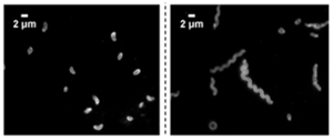 The micrographs above show that activation of AvcD causes normal bacterial cells (left) to form long filaments (right) due to depletion of nucleotides. 