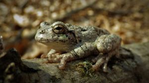 The Hyla versicolor frog is one of the target species of the regional amphibian monitoring program. 