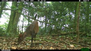 A Weyns’s duiker photographed by a camera trap. 