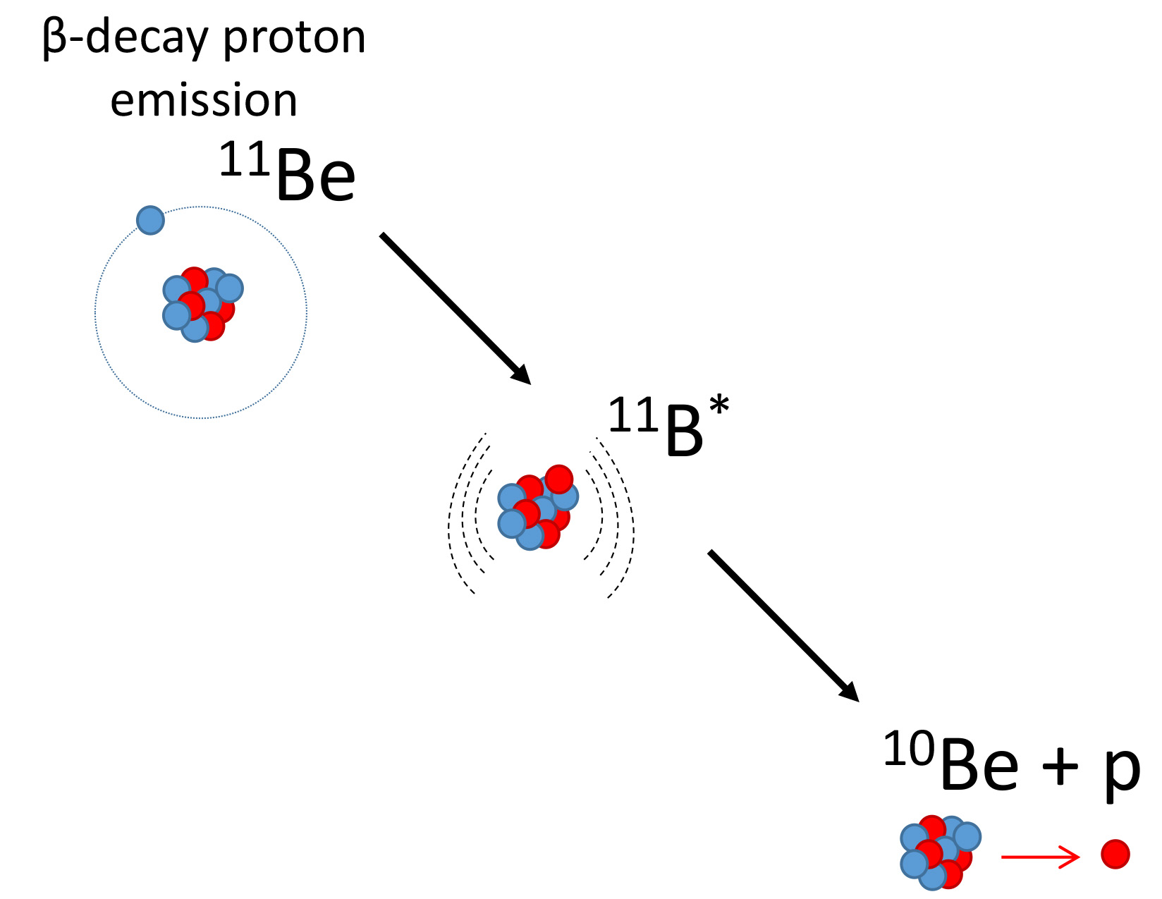 Three nuclei are shown as collections of blue orbs (neutrons) and red orbs (protons). A scheme shows beryllium-11â€™s core with 10 protons and neutrons being orbited by a single neutron, forming a halo nucleus. This nucleus goes through beta-decay proton emission, first becoming boron-11 (shown in an excited state denoted as 11B*), then beryllium-10 plus a proton.