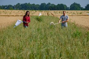 Two researchers, Michaela Rose and Oren Lerner, study butterflies in a prairie strip.
