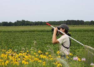 Annabelle McCarthy, research technician in the Haddad Lab, looks through binoculars while holding a net. She stands behind a prairie strip with yellow flowers.