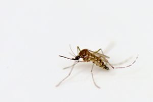 Image of a mostquito, which can transmit the Zika virus.