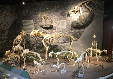 osteo museum