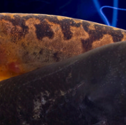 How Electric Fish Were Able to Evolve Electric Organs - UT News