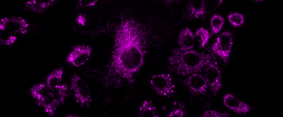 Cell Molecular Biology Program College Of Natural Science